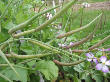 Rat-tail Radish