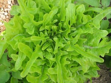 Lingua di Canarino (Canary Tongue)