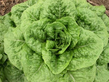 Plato II Lettuce