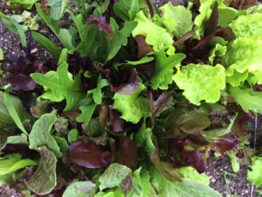 DeLuxe Lettuce Blend