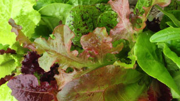 Mesclun