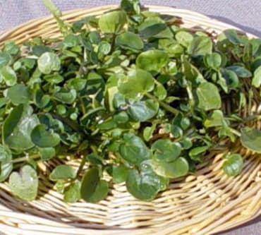 Watercress