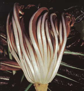 Radicchio di Treviso