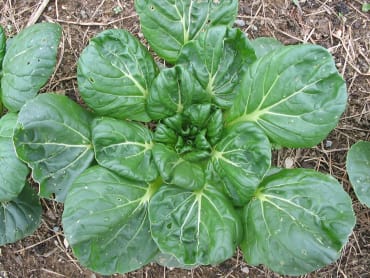 Tatsoi