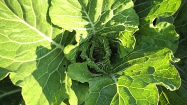 Variegated Collards