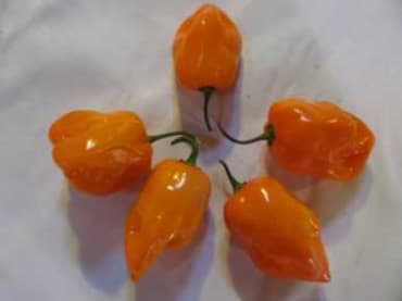 Orange Habanero