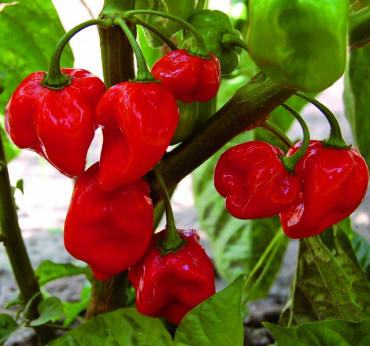 Red Habanero