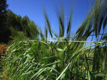 Utrecht Blue Spring Wheat