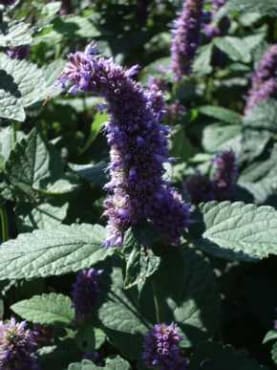 Anise Hyssop