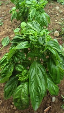 Genovese Basil