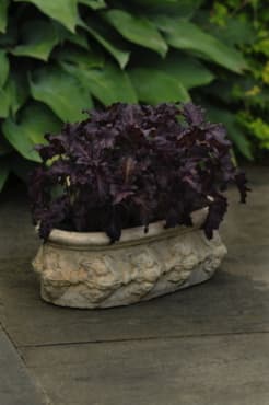 Purple Ruffles Basil