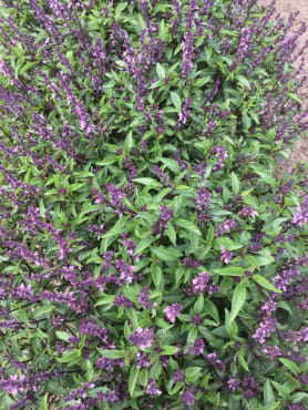 Thai Basil