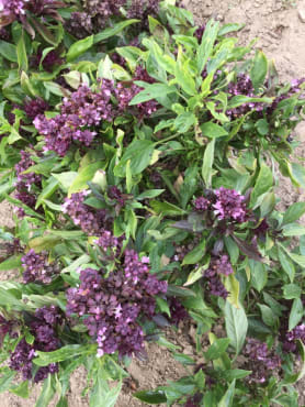 Flowering Thai Basil