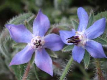 Borage