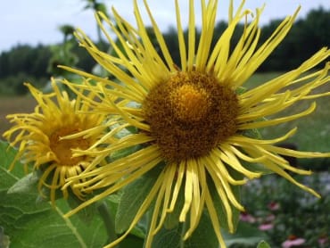 Elecampane