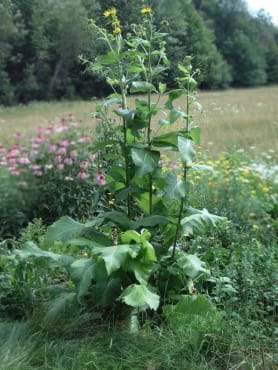 Elecampane