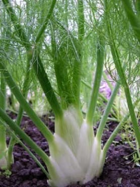 Perfection Fennel