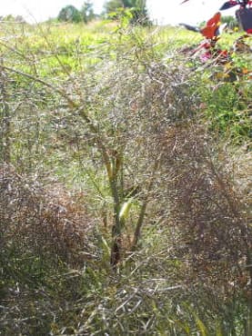 Bronze Fennel