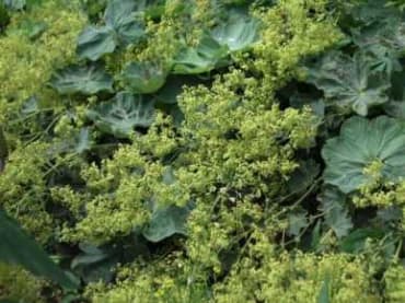 Lady’s Mantle