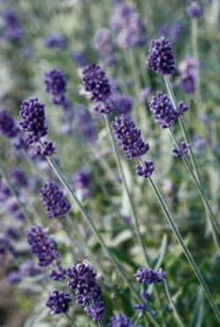 Vicenza Blue Lavender