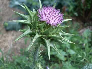 Milk Thistle