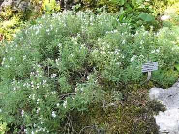 Winter Savory