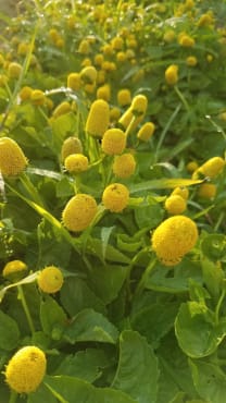 Spilanthes