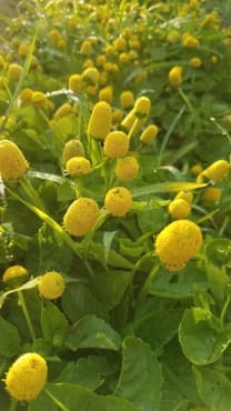 Spilanthes