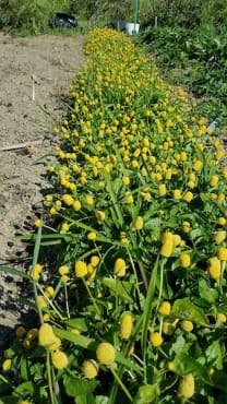 Spilanthes