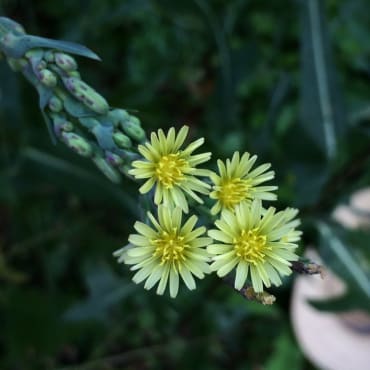 Wild Lettuce