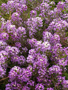 Royal Carpet Purple Alyssum