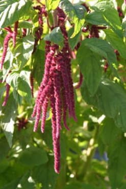 Love-Lies-Bleeding