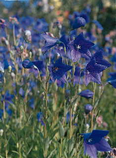 Florist Blue Balloon Flower