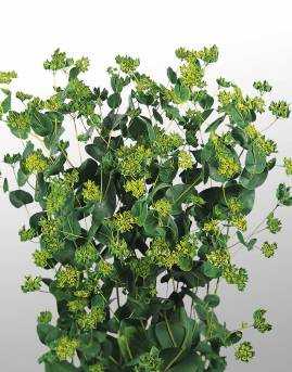 Green Gold Bupleurum