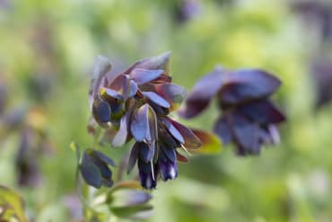 Kiwi Blue Cerinthe