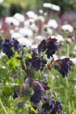 Kiwi Blue Cerinthe