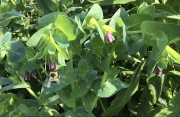 Kiwi Blue Cerinthe