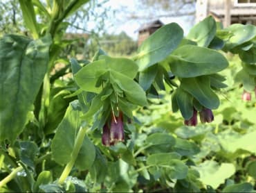 Kiwi Blue Cerinthe