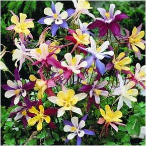 European Columbine