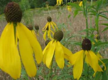 Yellow Prairie Coneflower