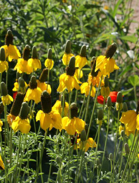 Yellow Prairie Coneflower