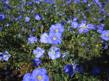 Blue Flax