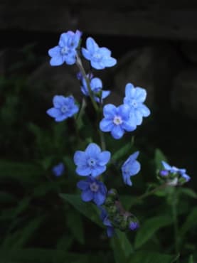 Forget-Me-Not