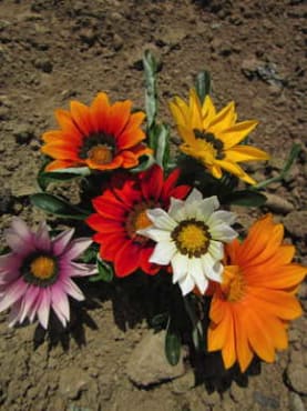 New Day Formula Mix Gazania