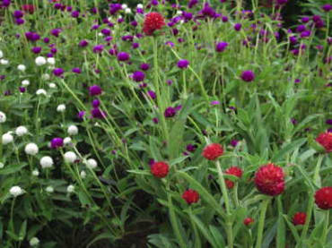 Las Vegas Mix Globe Amaranth