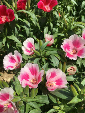 Grace Mix Godetia