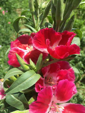 Grace Mix Godetia