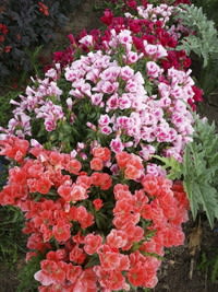 Grace Mix Godetia