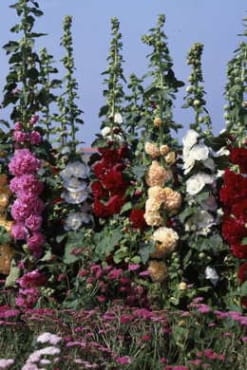 Chater’s Double Mix Hollyhock