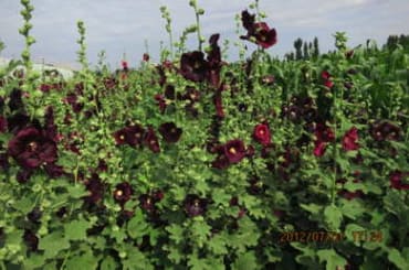 Black Hollyhock